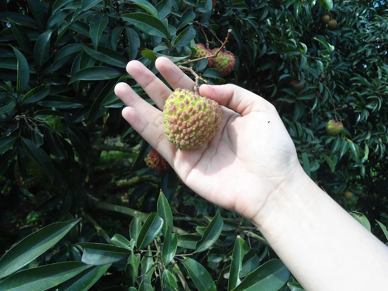 岭南荔枝鲜果